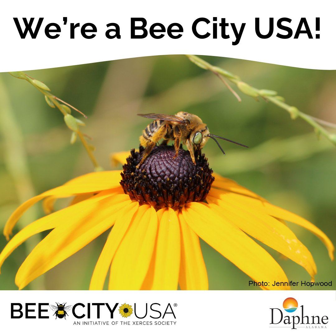 Social Media - New Bee City USA v2